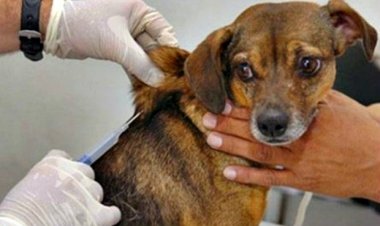 Shopping de Salvador recebe Campanha de Vacinação Antirrábica