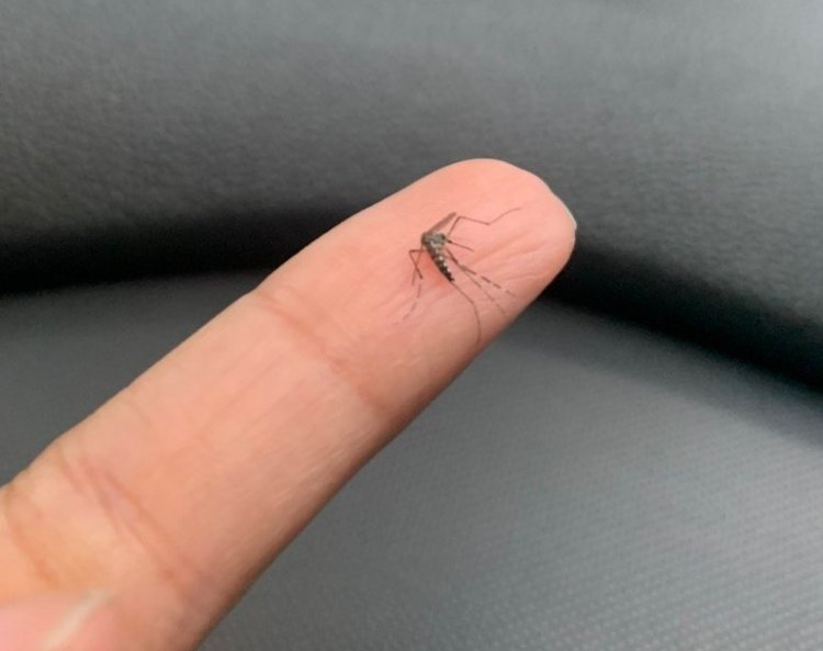 Prefeitura de Salvador realiza ação de mobilização contra o Aedes Aegypti
