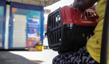 Serviço Castramóvel inicia atendimento na Prefeitura-Bairro do Subúrbio e Ilhas