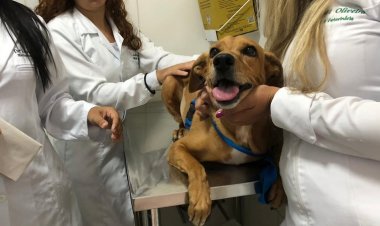 Outubro Rosa: Prefeitura faz ação inédita voltada para pets em Salvador; confira detalhes