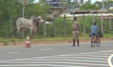 Carro atropela boi em avenida; animal ficou machucado e fugiu para área de mata