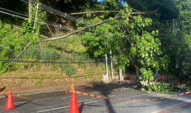 Árvore cai sobre fiação na Avenida Garibaldi, em Salvador, e bloqueia trânsito no local
