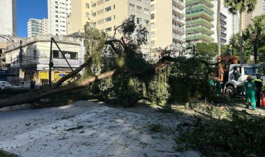 Árvore cai no Largo do Campo Grande, derruba poste e complica trânsito; saiba detalhes