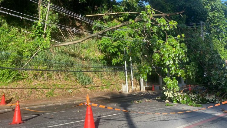 Árvore cai sobre fiação na Avenida Garibaldi, em Salvador, e bloqueia trânsito no local
