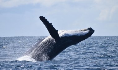 Temporada de observação de baleias jubarte em Salvador começa em julho
