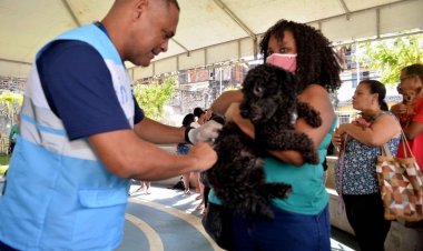 Campanha de vacinação antirrábica em Salvador segue até sexta-feira (6)