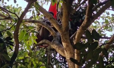 Tentativa de resgate a jovem que subiu em árvore já dura 60 horas