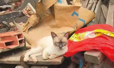 Imóvel de três andares desaba em Salvador e gato é encontrado em meio aos escombros
